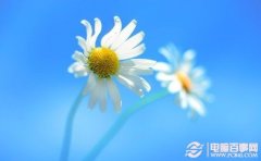 Win8桌面壁纸曝光 Windows8桌面壁纸晴空下的雏菊下