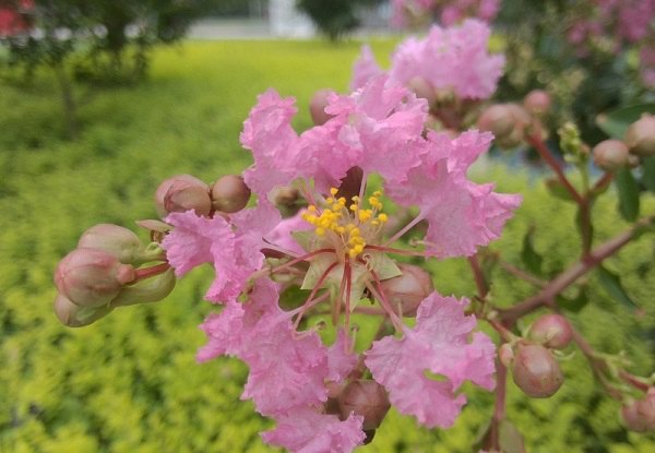 小米平板拍照样张图赏